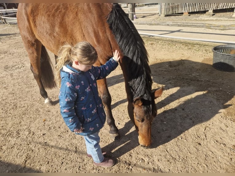 Holsteiner Wallach 4 Jahre 166 cm Brauner in WoltersdorfSchulendorf