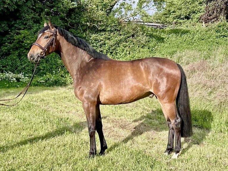 Holsteiner Wallach 4 Jahre 167 cm Brauner in EgestorfEgestorf