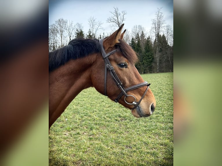 Holsteiner Wallach 4 Jahre 167 cm Brauner in Oberdorf