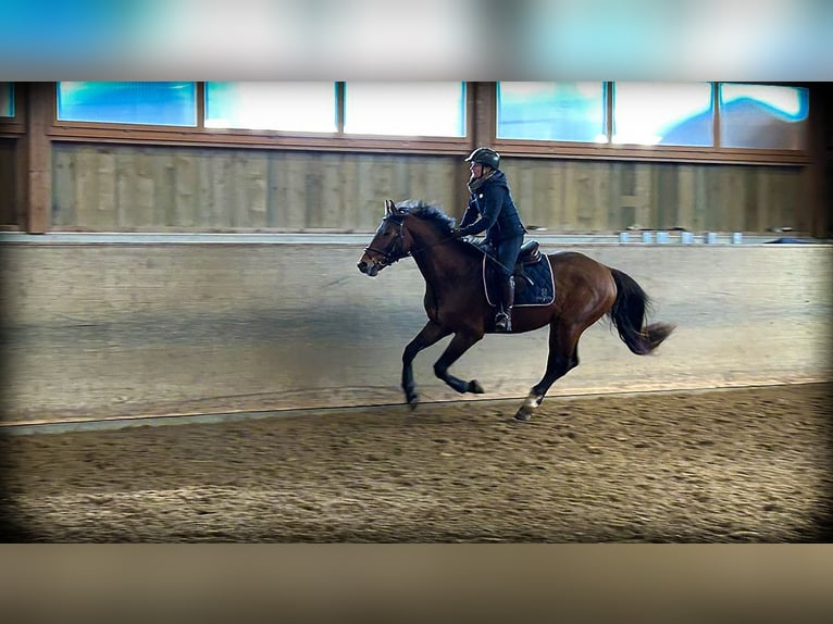 Holsteiner Wallach 4 Jahre 167 cm Brauner in Oberdorf