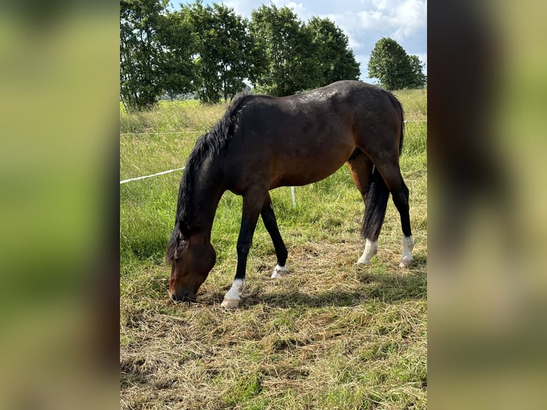 Holsteiner Wallach 4 Jahre 167 cm Dunkelbrauner in Hamburg Lohbr&#xFC;gge