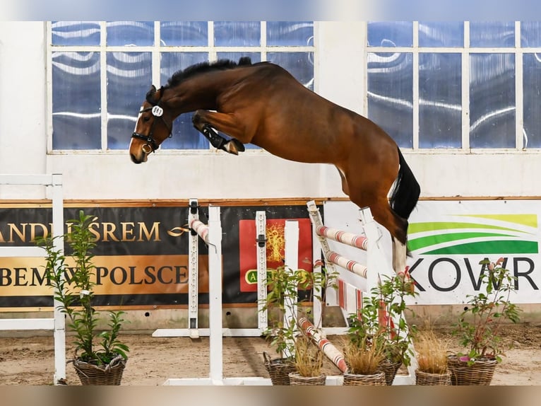 Holsteiner Wallach 4 Jahre 167 cm Rotbrauner in Kobierno