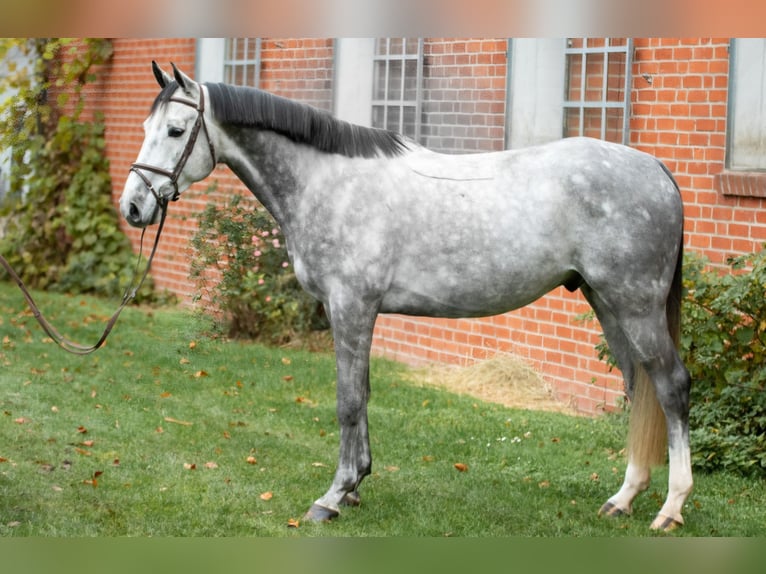 Holsteiner Wallach 4 Jahre 167 cm Schimmel in L&#xFC;beck