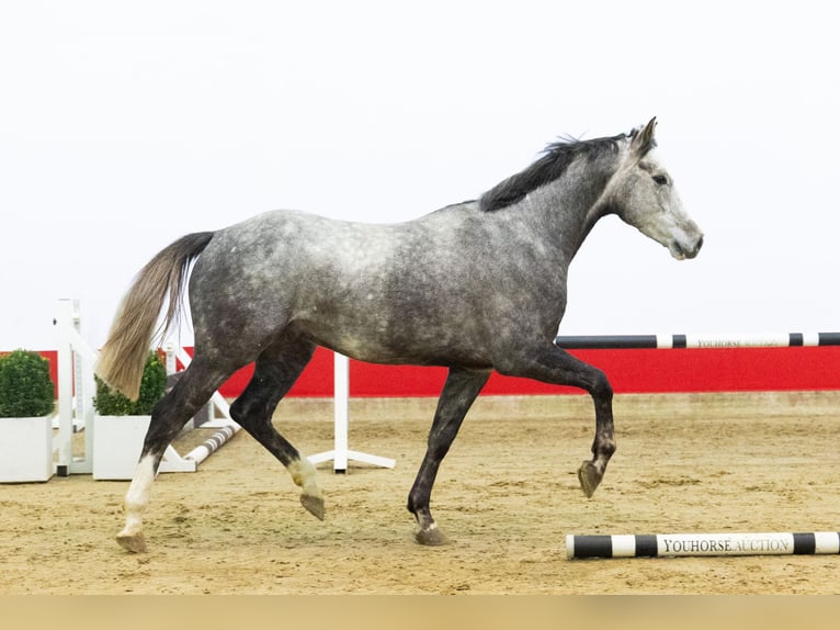 Holsteiner Wallach 4 Jahre 167 cm Schimmel in Waddinxveen