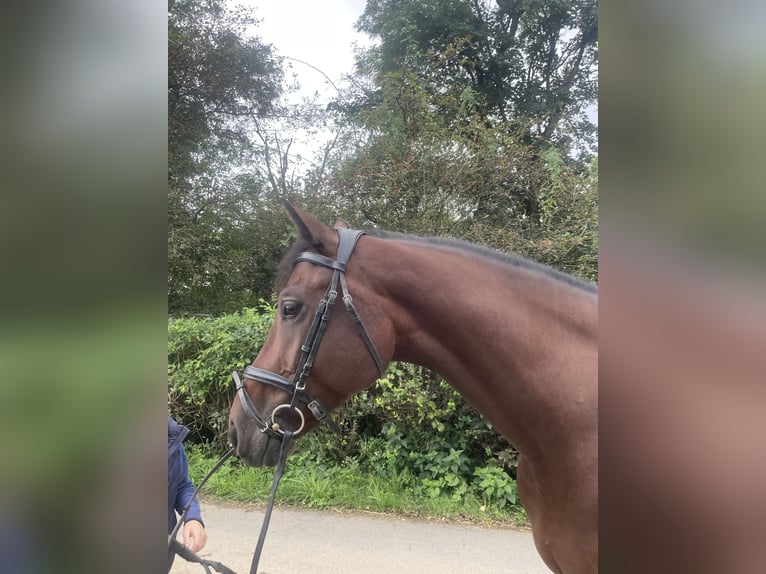 Holsteiner Wallach 4 Jahre 168 cm Brauner in Ermsdorf