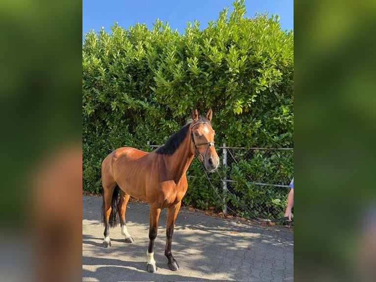 Holsteiner Wallach 4 Jahre 168 cm Brauner in Viernheim