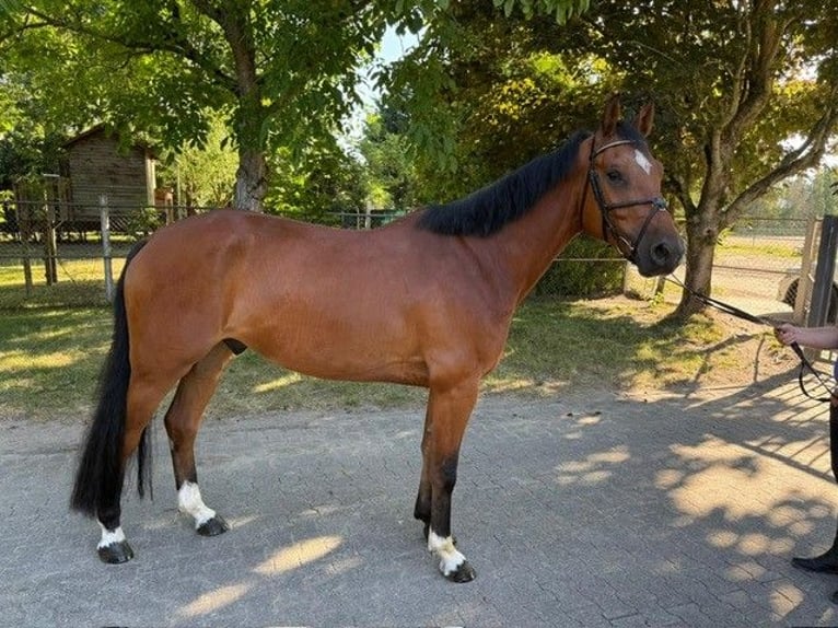 Holsteiner Wallach 4 Jahre 168 cm Brauner in Viernheim