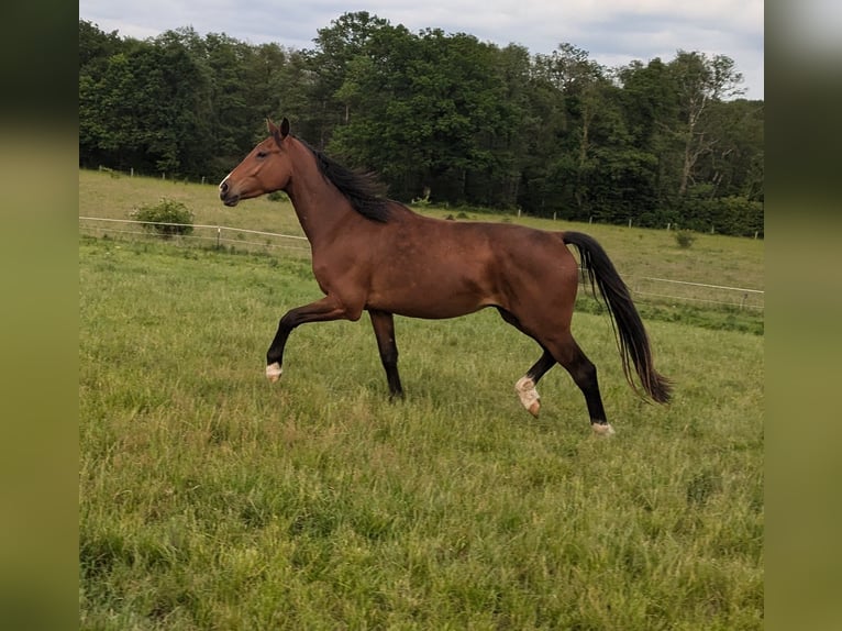 Holsteiner Wallach 4 Jahre 168 cm Brauner in Mustin