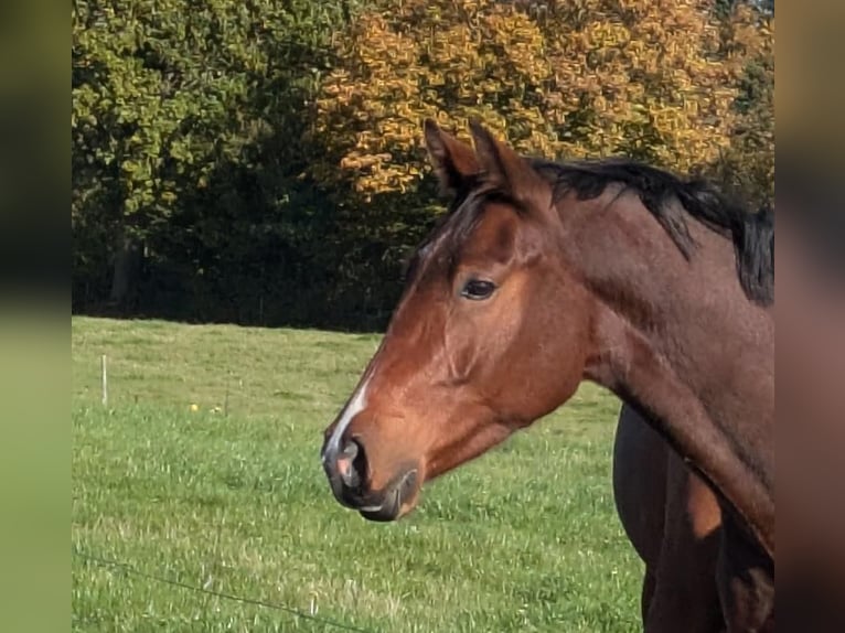 Holsteiner Wallach 4 Jahre 168 cm Brauner in Mustin
