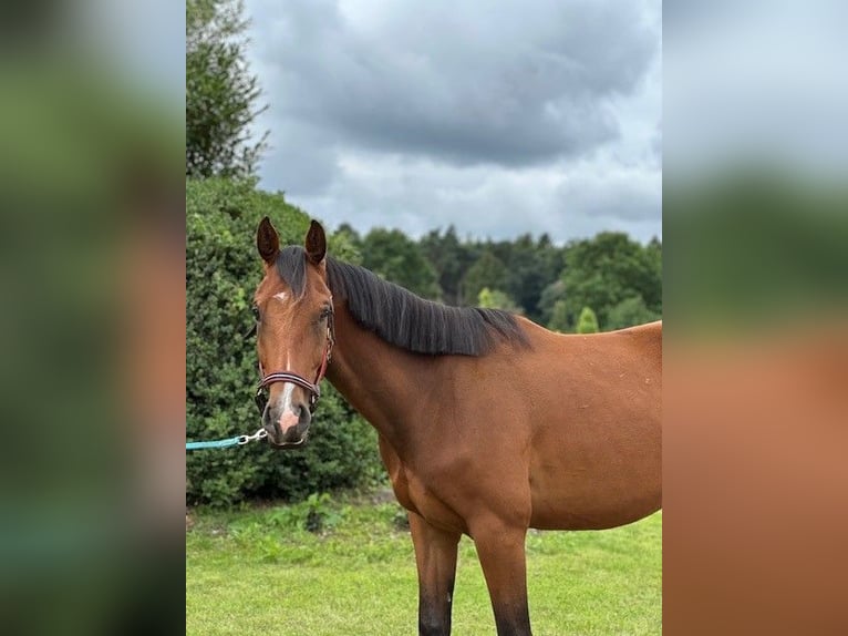 Holsteiner Wallach 4 Jahre 168 cm Brauner in Schmilau