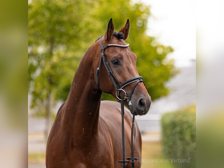 Holsteiner Wallach 4 Jahre 168 cm Brauner in Verden