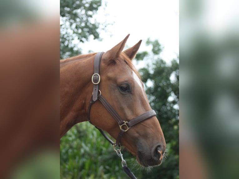 Holsteiner Wallach 4 Jahre 168 cm Fuchs in Lindewitt