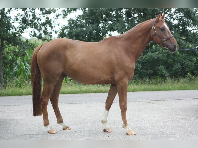 Holsteiner Wallach 4 Jahre 168 cm Fuchs in Lindewitt