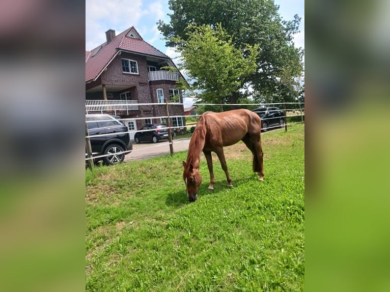 Holsteiner Wallach 4 Jahre 168 cm Fuchs in Latendorf O.T.Braak
