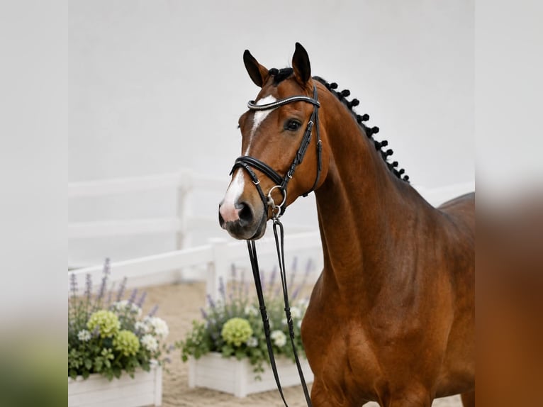 Holsteiner Wallach 4 Jahre 168 cm Rotbrauner in GŁUBCZYN