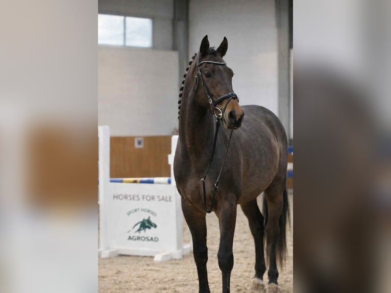 Holsteiner Wallach 4 Jahre 168 cm Rotbrauner in KRAJENKA