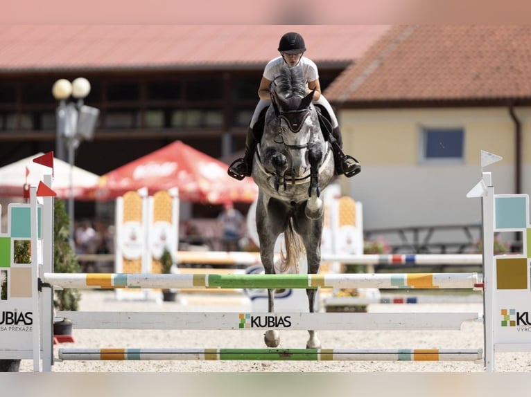 Holsteiner Wallach 4 Jahre 168 cm Schimmel in Mladá Boleslav