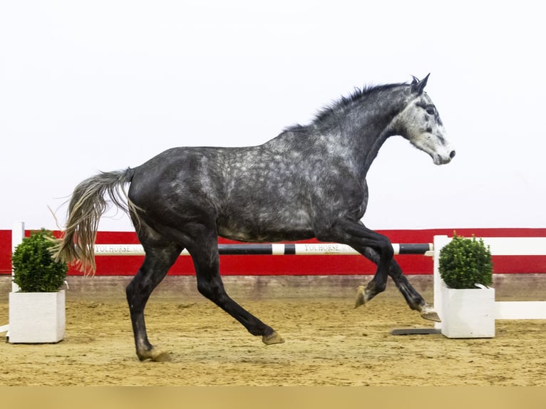 Holsteiner Wallach 4 Jahre 168 cm Schimmel in Waddinxveen