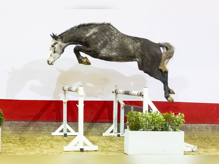 Holsteiner Wallach 4 Jahre 168 cm Schimmel in Waddinxveen