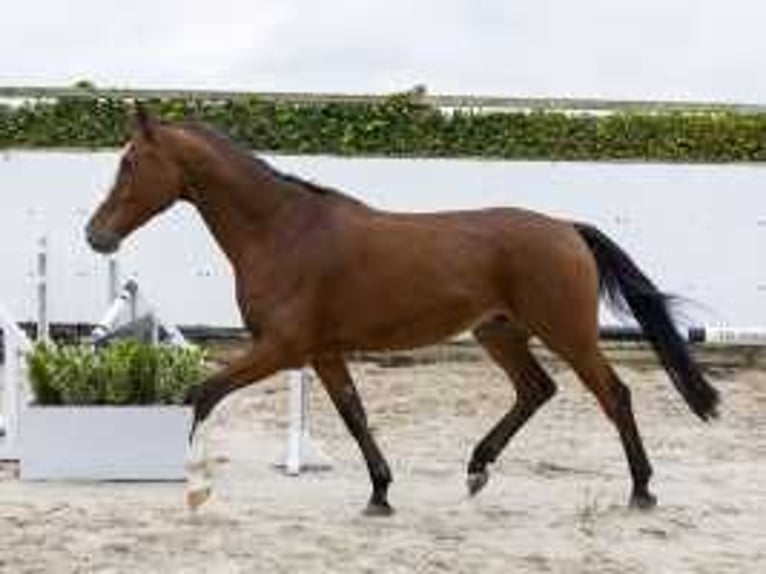 Holsteiner Wallach 4 Jahre 168 cm Schwarzbrauner in Waddinxveen