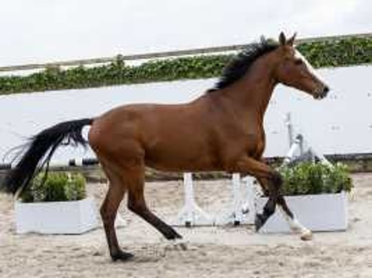 Holsteiner Wallach 4 Jahre 168 cm Schwarzbrauner in Waddinxveen