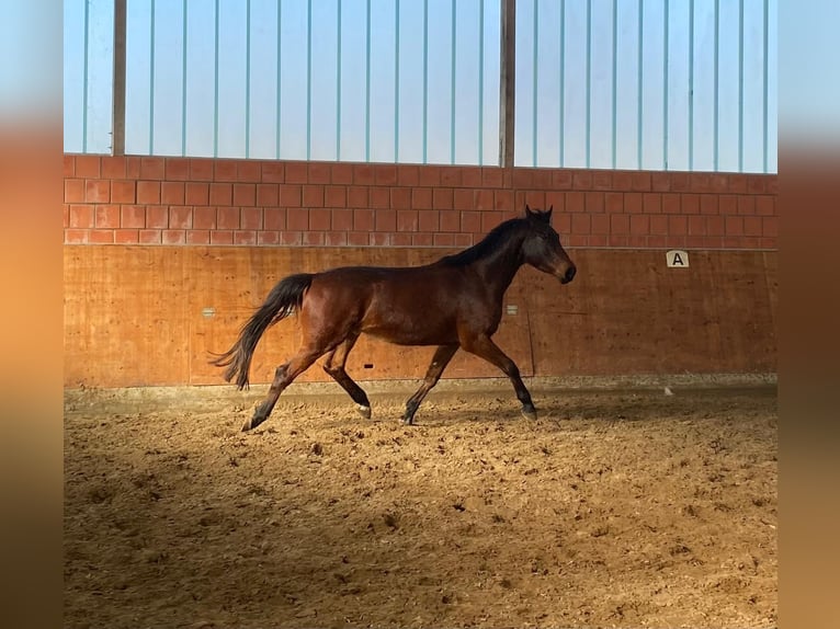 Holsteiner Wallach 4 Jahre 169 cm Brauner in Bargenstedt