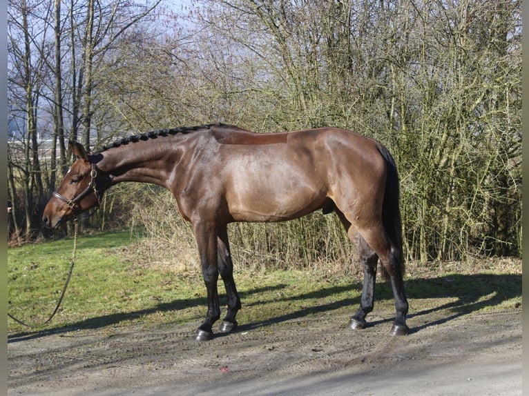 Holsteiner Wallach 4 Jahre 169 cm Brauner in Erharting