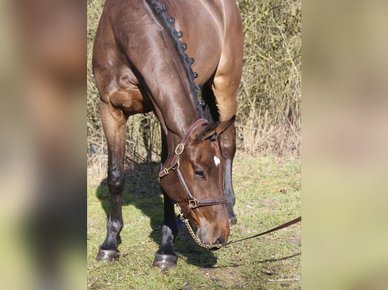 Holsteiner Wallach 4 Jahre 169 cm Brauner in Erharting