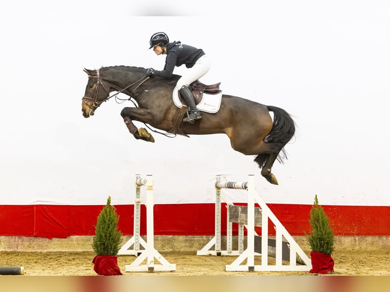 Holsteiner Wallach 4 Jahre 169 cm Brauner in Waddinxveen