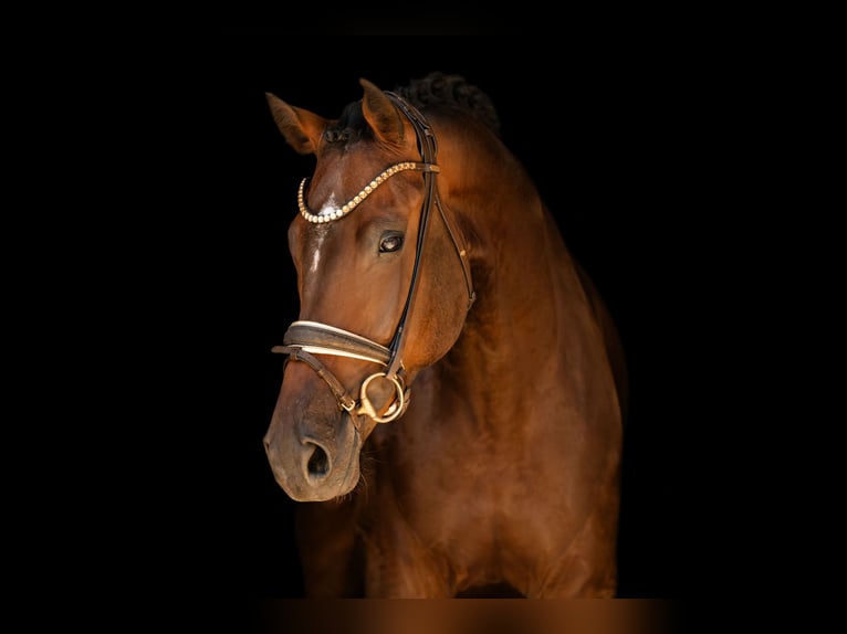 Holsteiner Wallach 4 Jahre 169 cm Dunkelbrauner in Wehringen