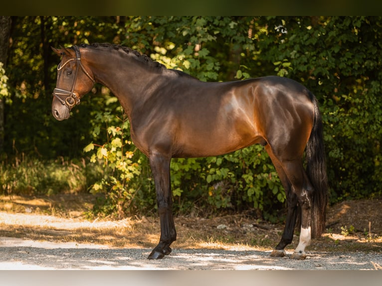 Holsteiner Wallach 4 Jahre 169 cm Dunkelbrauner in Wehringen