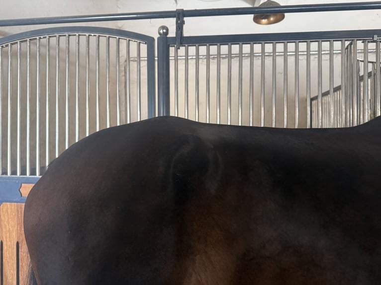 Holsteiner Wallach 4 Jahre 169 cm Dunkelbrauner in Wehringen