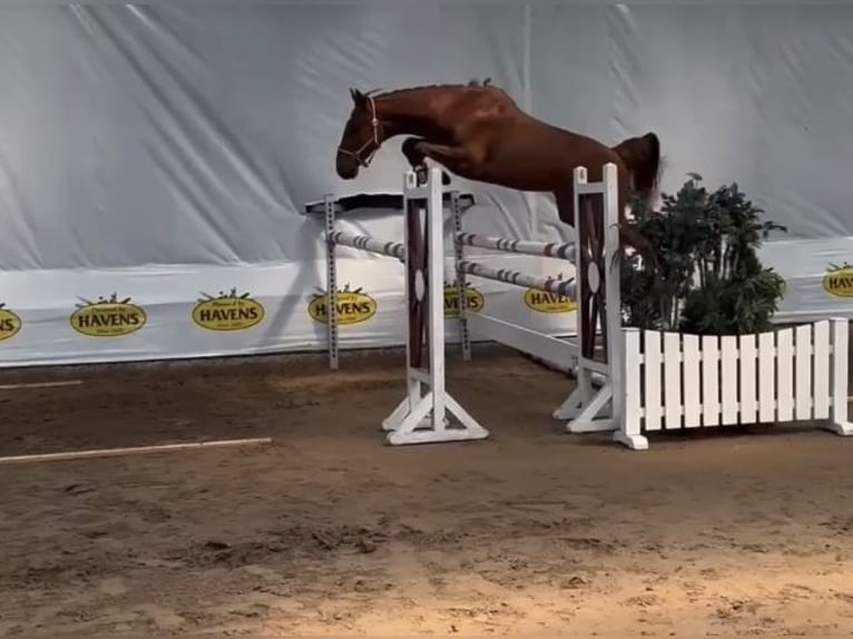 Holsteiner Wallach 4 Jahre 169 cm Fuchs in Lochen