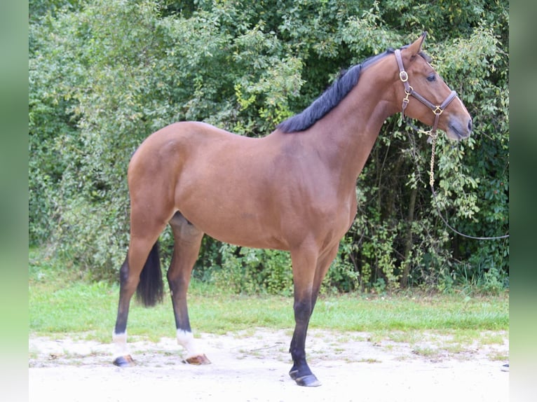 Holsteiner Wallach 4 Jahre 169 cm Hellbrauner in Erharting