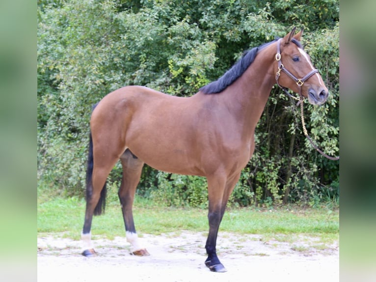 Holsteiner Wallach 4 Jahre 169 cm Hellbrauner in Erharting