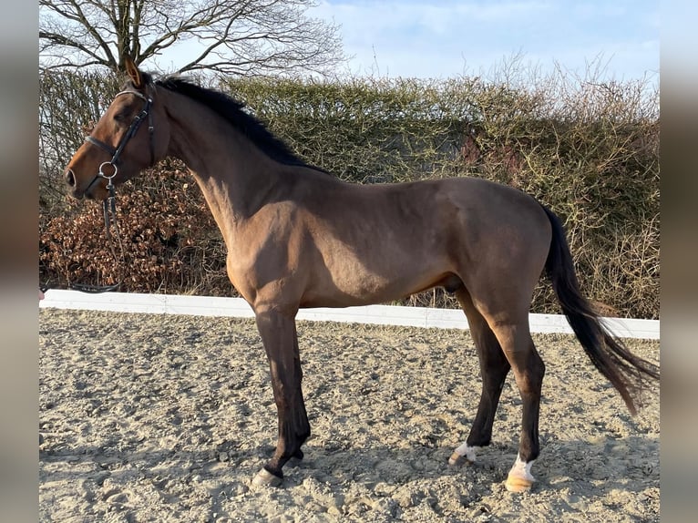 Holsteiner Wallach 4 Jahre 170 cm Brauner in Immenstedt