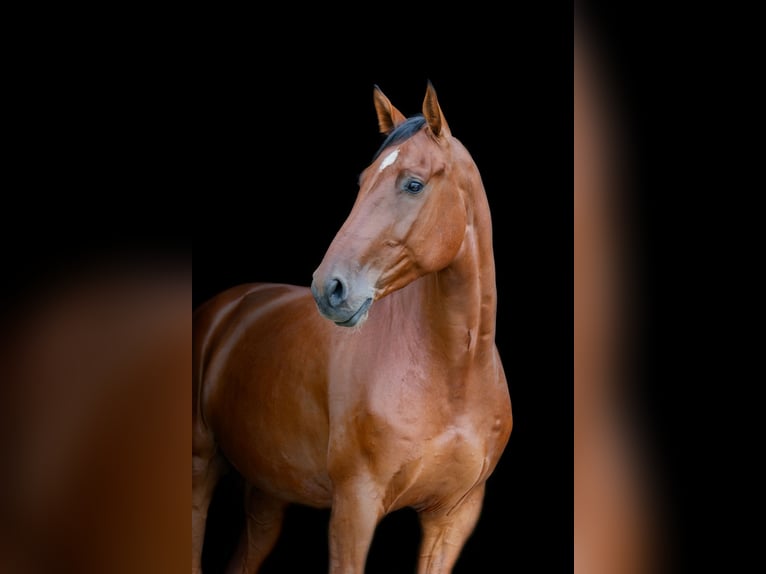 Holsteiner Wallach 4 Jahre 170 cm Brauner in Isernhagen
