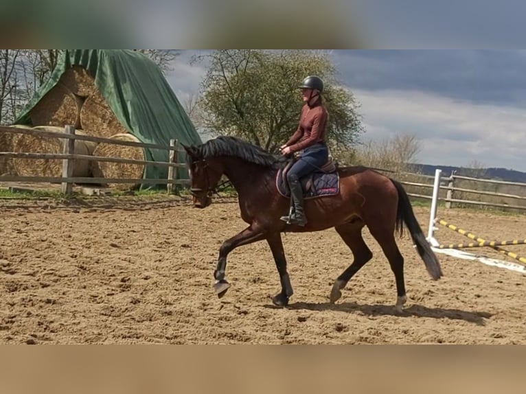 Holsteiner Wallach 4 Jahre 170 cm Brauner in Borstorf