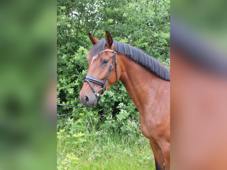 Holsteiner Wallach 4 Jahre 170 cm Brauner in Borstorf