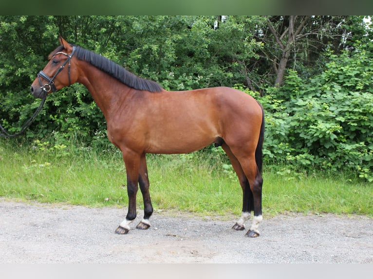 Holsteiner Wallach 4 Jahre 170 cm Brauner in Borstorf