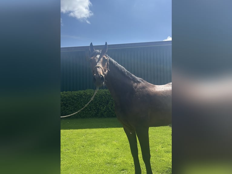Holsteiner Wallach 4 Jahre 170 cm Dunkelbrauner in Bargenstedt