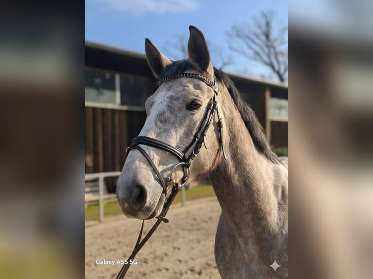 Holsteiner Wallach 4 Jahre 170 cm Schimmel in Mannheim