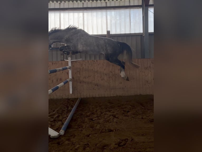 Holsteiner Wallach 4 Jahre 170 cm Schimmel in Rellingen