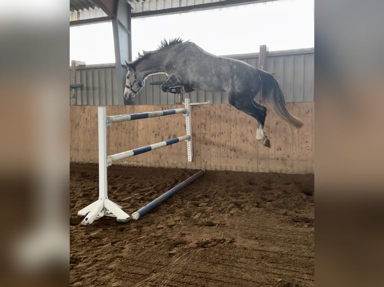 Holsteiner Wallach 4 Jahre 170 cm Schimmel in Rellingen