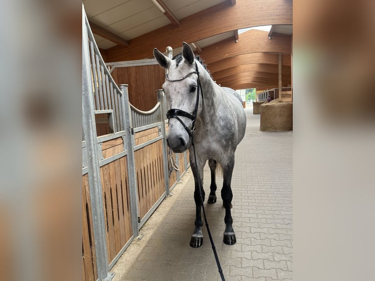 Holsteiner Wallach 4 Jahre 170 cm Schimmel in Kirchenthumbach