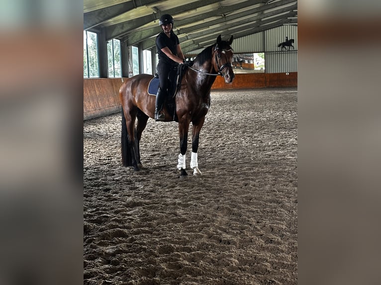 Holsteiner Wallach 4 Jahre 172 cm Brauner in Mohrkirch