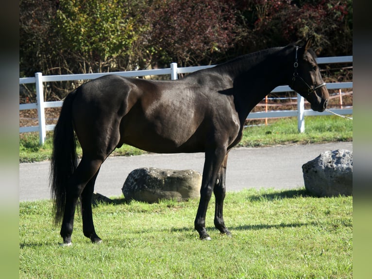 Holsteiner Wallach 4 Jahre 172 cm Brauner in Noville