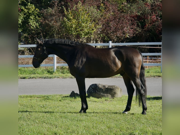 Holsteiner Wallach 4 Jahre 172 cm Brauner in Noville