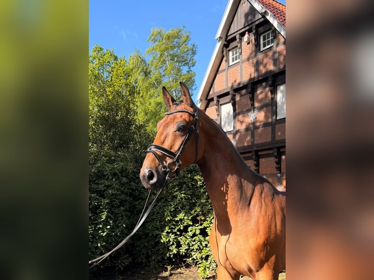 Holsteiner Wallach 4 Jahre 172 cm Dunkelbrauner in Menslage