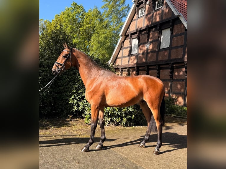 Holsteiner Wallach 4 Jahre 172 cm Dunkelbrauner in Menslage
